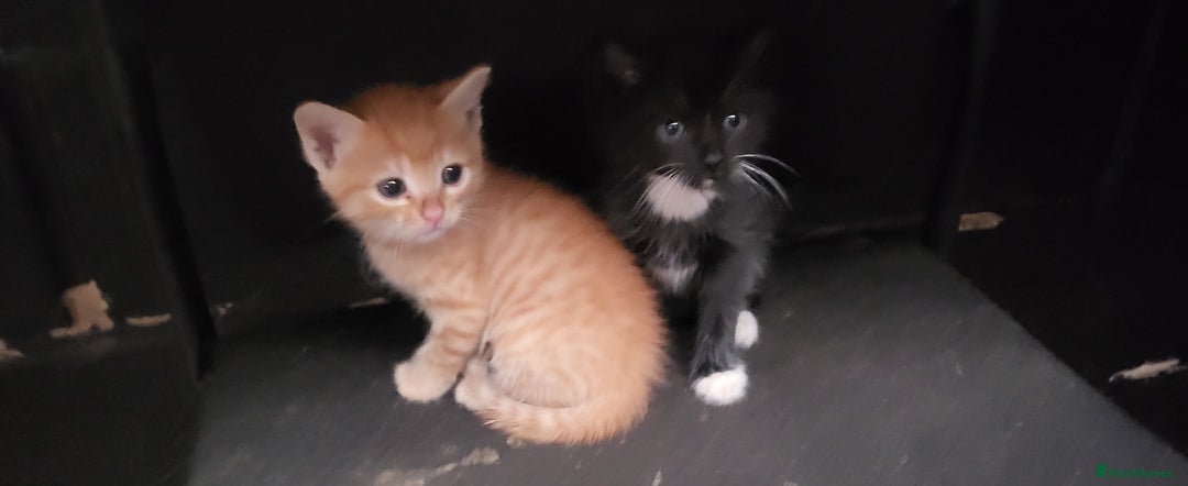 Mixed Breed cats for sale: Beautiful farm kittens  - Image 10