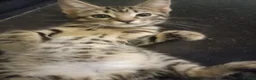 Mixed Breed cats for sale: READY NOW SIX STUNNING KITTENS  - Advert 3