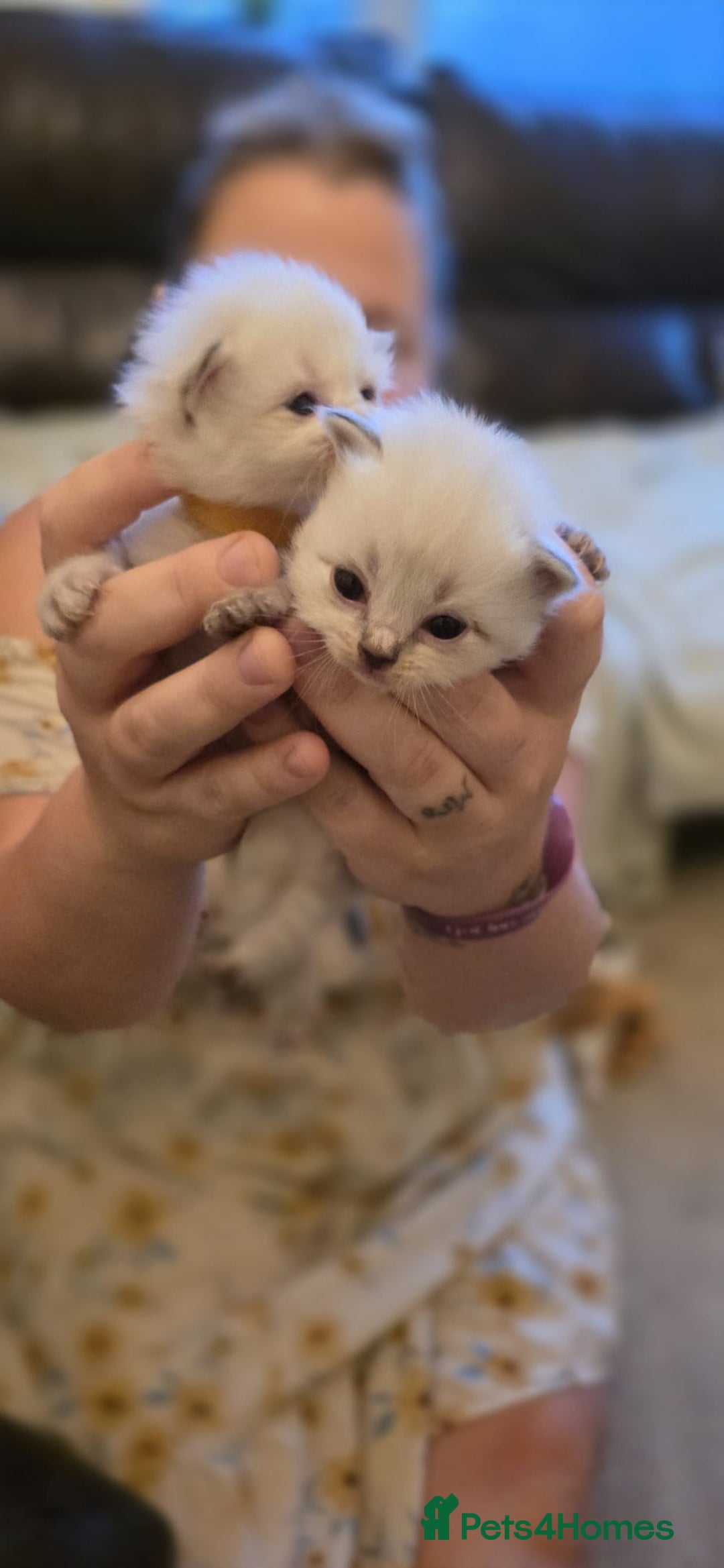 Mixed Breed cats for sale: One little kitten left to pick from - Image 2