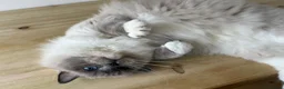 Ragdoll cats for sale: Beautiful Gentle 2-Year-Old Ragdoll  in London - Advert 3