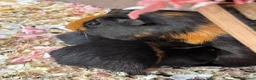 Guinea Pig rodents for sale: 10 week old male guinea pigs  - Advert 5
