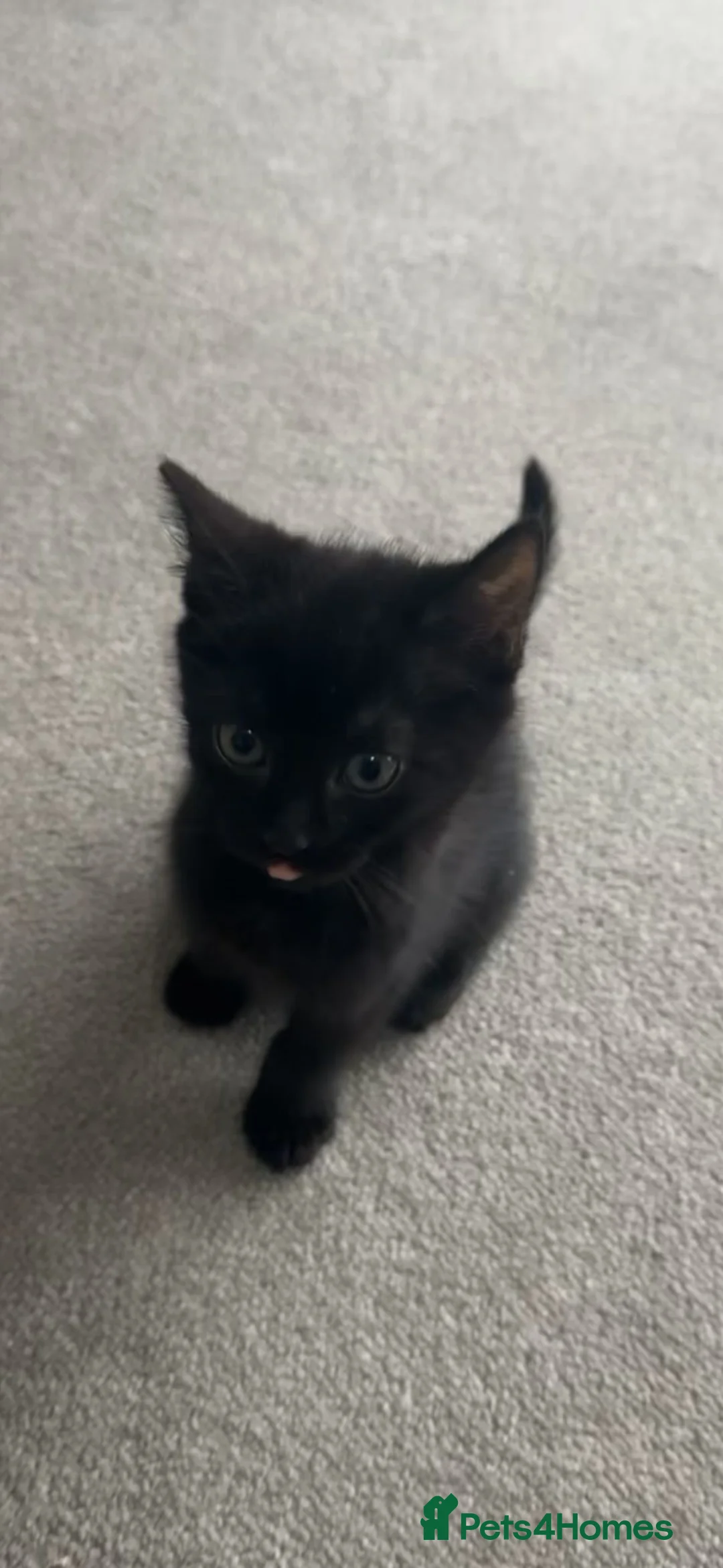 British Shorthair cats for sale: stunning kittens😍 - Advert 7