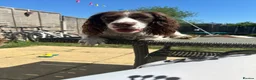 English Springer Spaniel dogs for sale: English Springer Spaniel - Advert 3