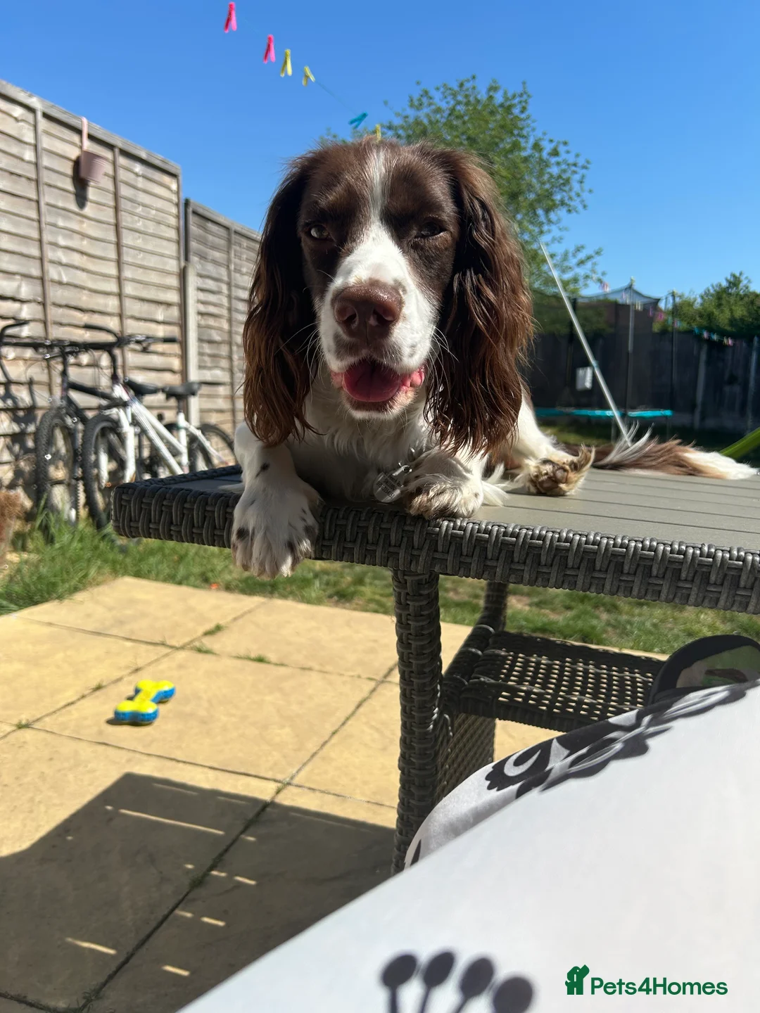 English Springer Spaniel dogs for sale: English Springer Spaniel - Advert 3