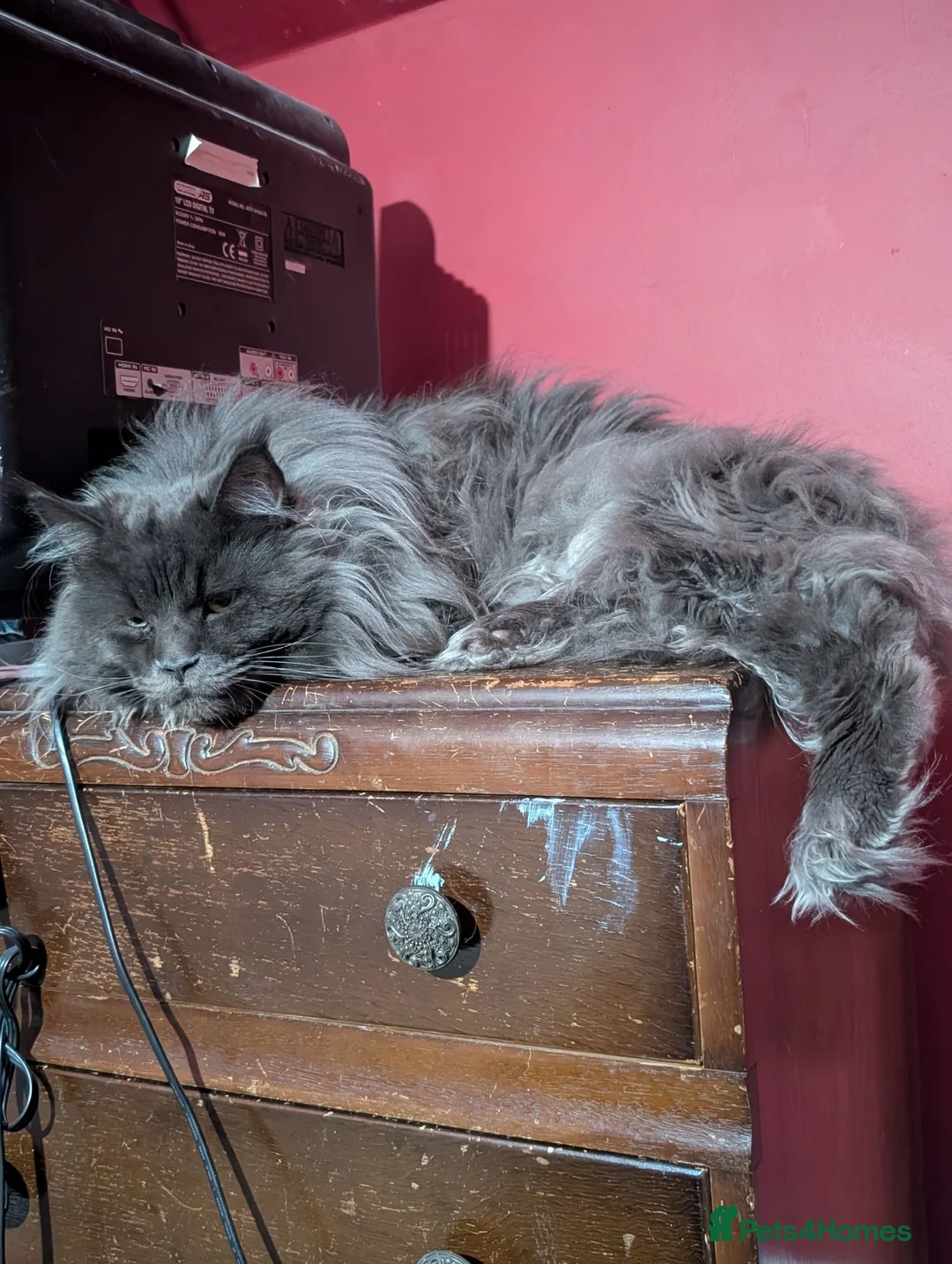 Maine Coon cats for sale: Maine coon cross kittens  - Advert 4
