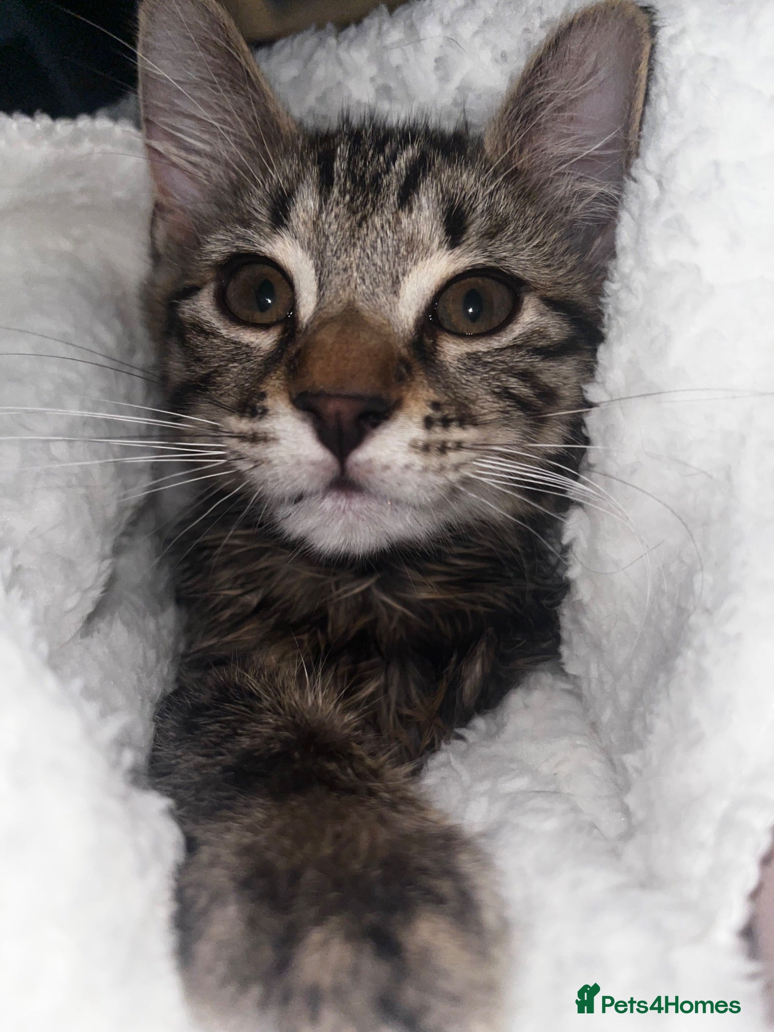 British Shorthair cats Tabby kitten - Advert 1