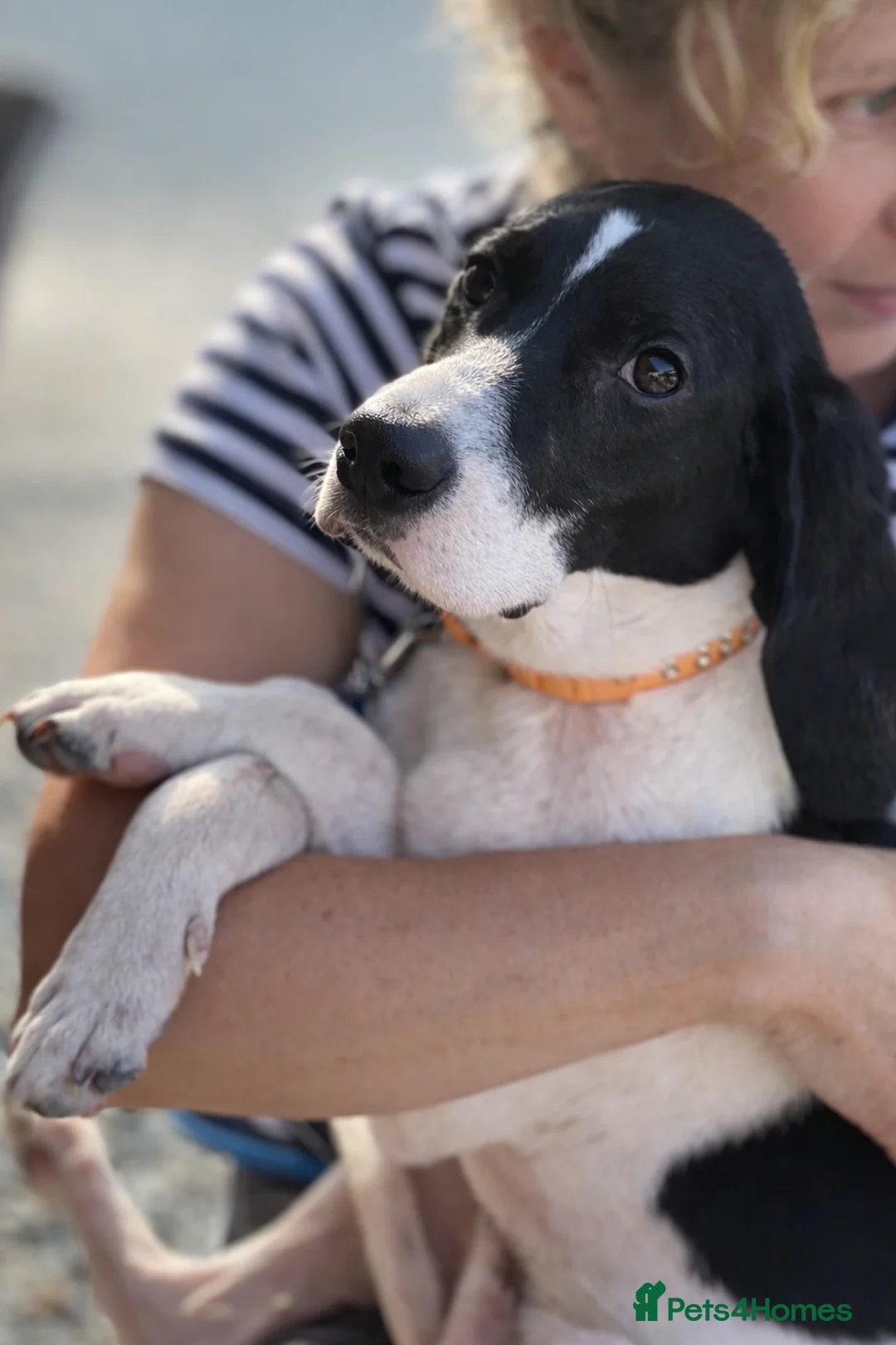 Pointer dogs for adoption: Oliver.From Broken to Brave.Ready for Forever Home - Advert 6