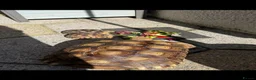 Tortoise reptiles for sale: Two Sulcata tortoises and table for sale  - Advert 3