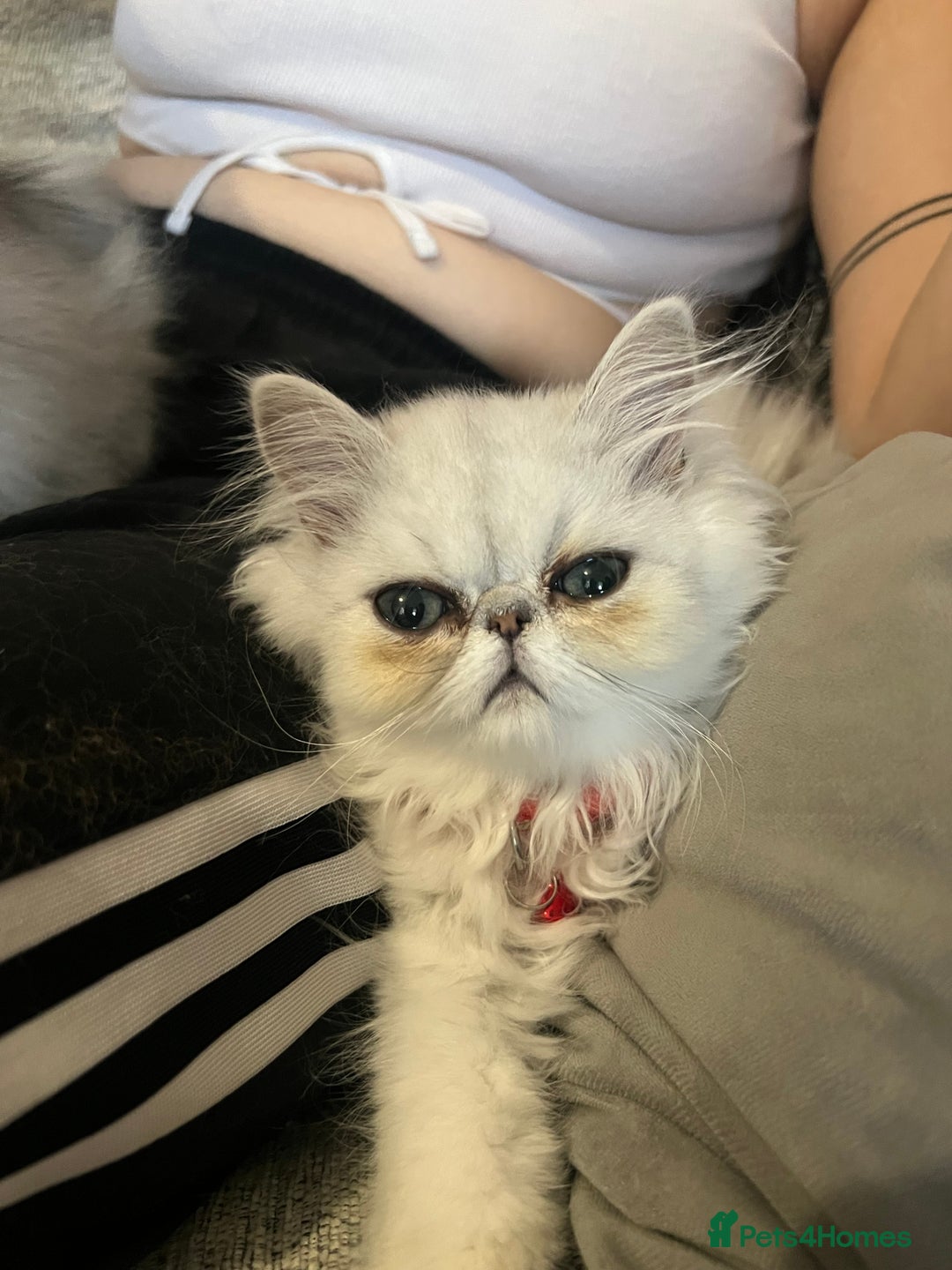 Persian cats for sale: Ready to leave - Persian chinchilla kittens♥️🐾 - Image 7