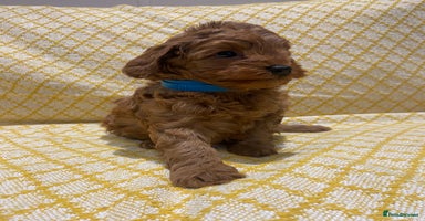 Maltipoo dogs - Advert 4