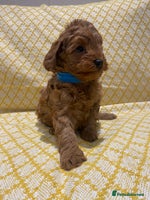 Maltipoo dogs - Advert 4