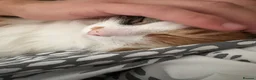 Mixed Breed cats for sale: Beautiful cat  - Advert 6