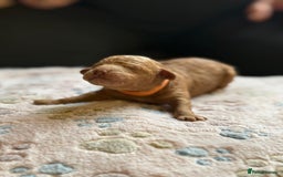 Cockapoo dogs for sale: STUNNING LITTER OF COCKAPOO - Image 3