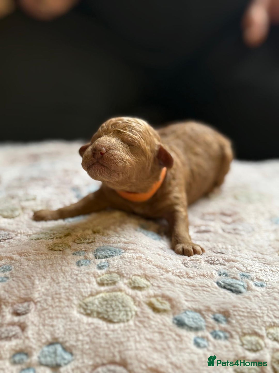 Cockapoo dogs for sale: STUNNING LITTER OF COCKAPOO - Image 3