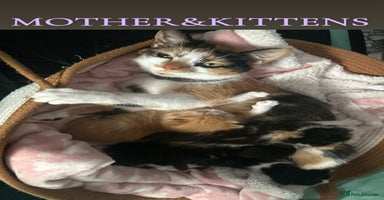 Mixed Breed cats - Advert 7