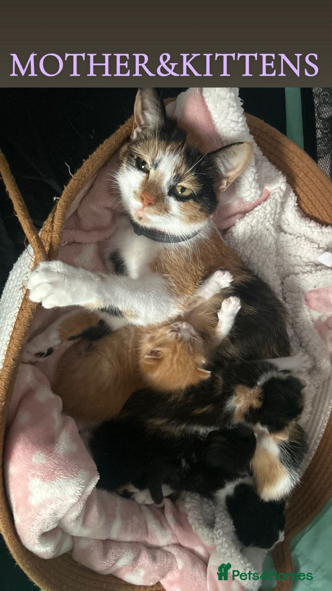 Mixed Breed cats for sale: Gorgeous kittens ready for loving forever homes  - Image 2