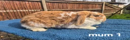 Mini Lop rabbits for sale: 3 x litters of gorgeous mini lop babies - Advert 21