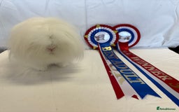 Mini Lion Lop rabbits for sale: Double mane lionlops ready now - Image 7