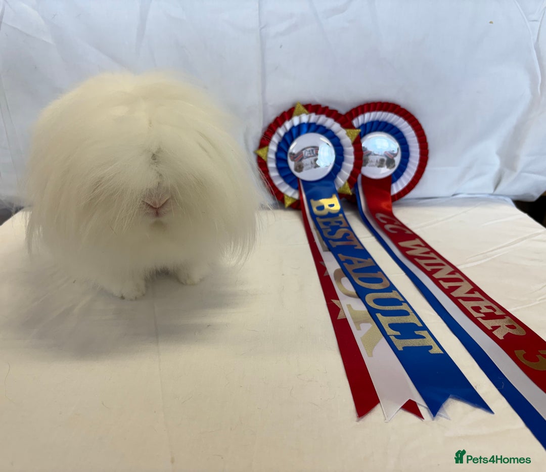 Mini Lion Lop rabbits for sale: Double mane lionlops ready now - Image 7