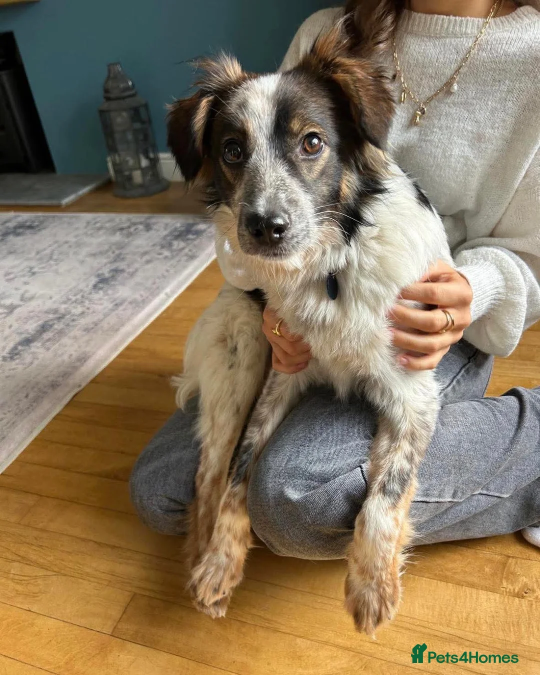 Mixed Breed dogs for adoption: Rescue Chance is looking for his “chance” - Advert 3