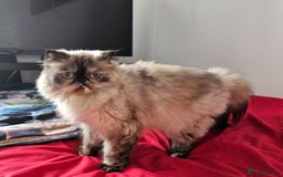 Persian cats for sale: 2x Persian female cats - Image 1