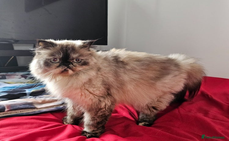 Persian cats - Advert 3