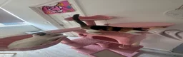 Mixed Breed cats for sale: 2 Kittens  in Sale - Advert 6