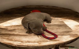 Miniature Dachshund dogs for sale: Miniature Dachshunds  - Image 9