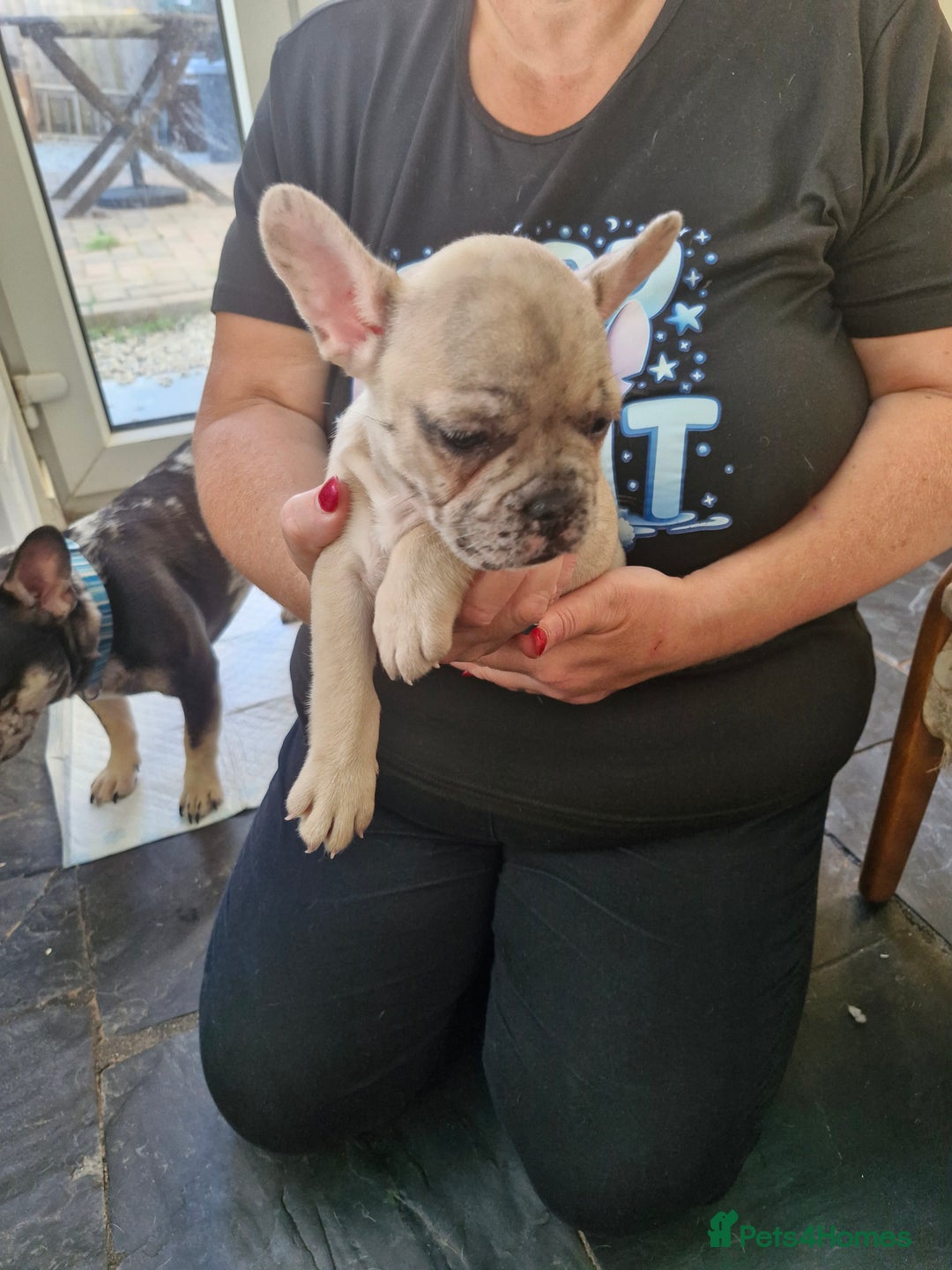French Bulldog dogs for sale: French Bulldog Puppies - Image 3