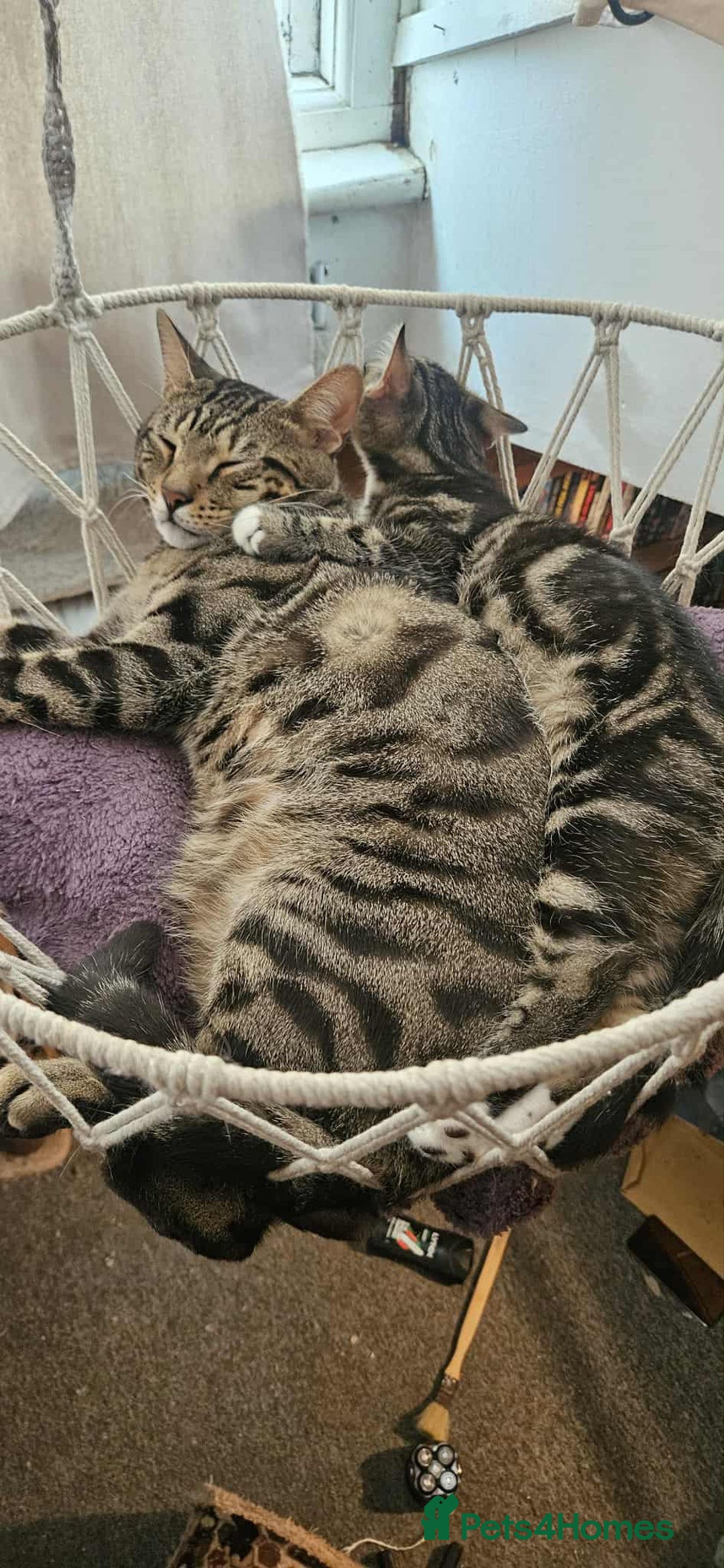 Mixed Breed cats for sale: 2 beautiful Turkish angora x Bengal  - Image 2