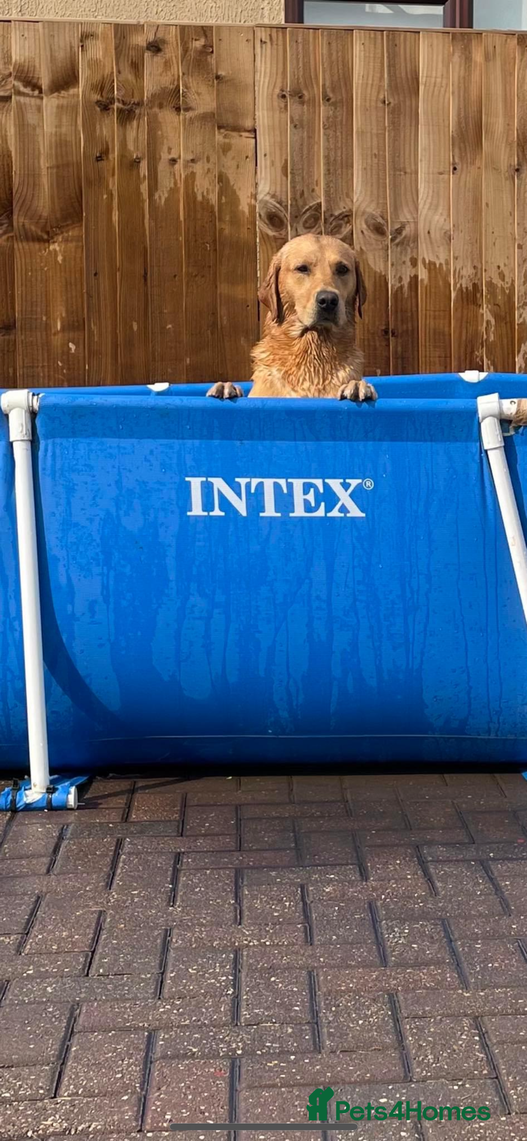 Labrador Retriever dogs for stud: Labrador for Stud  only - Advert 6