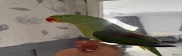 Parrots birds for sale: Alexandrine Parrot. Ring neck.  - Advert 2