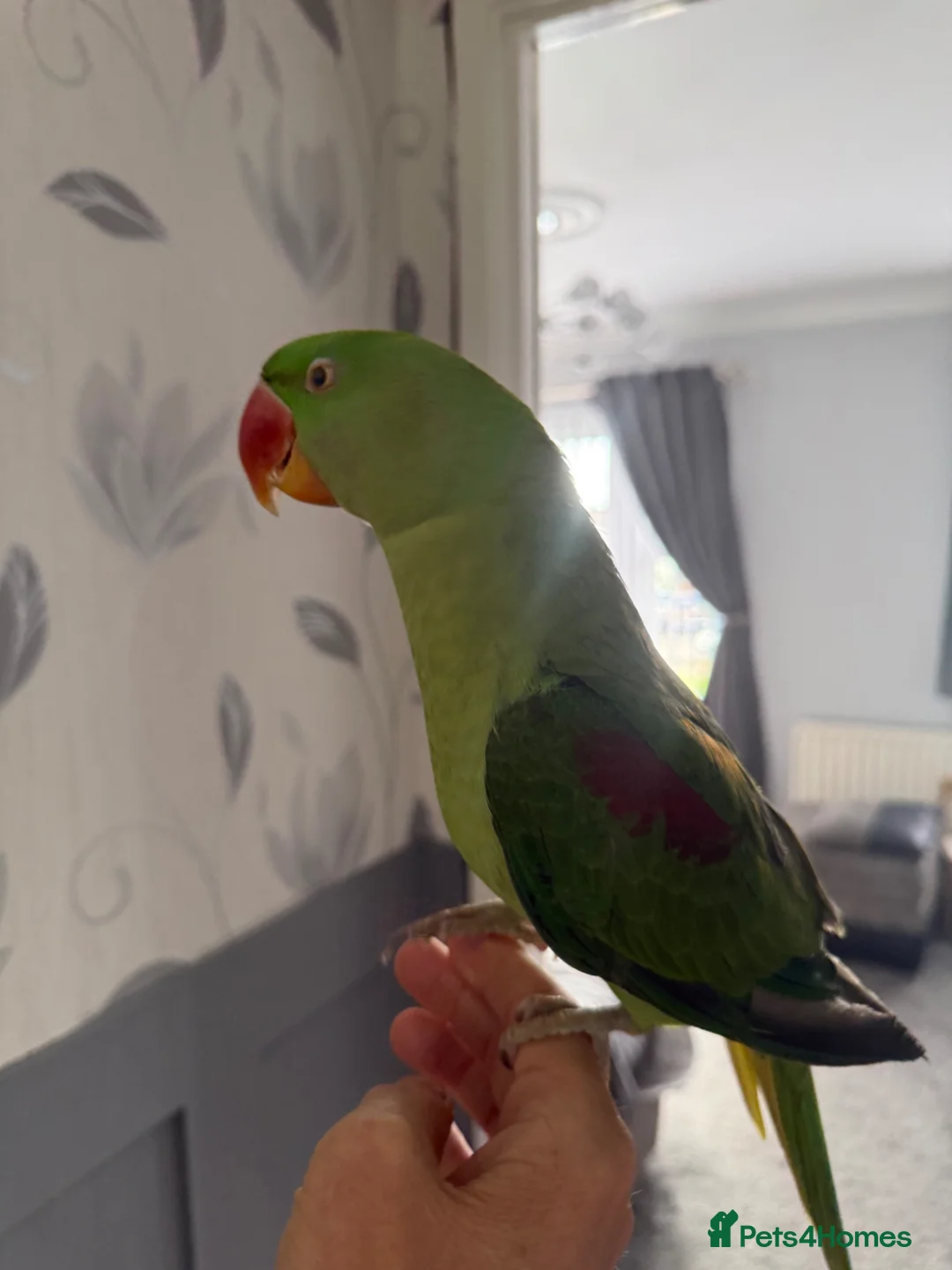 Parrots birds for sale: Alexandrine Parrot. Ring neck.  - Advert 2