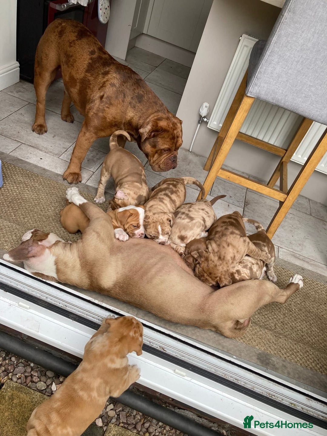 Old Tyme Bulldog dogs for sale: Old Tyme Bulldog pups 9 weeks  - Image 5