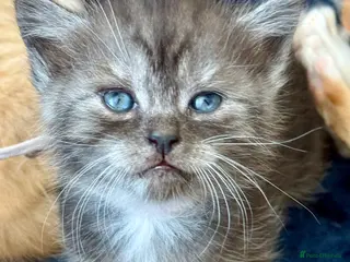 Siberian cats Hypoallergenic Pedigree Siberian kittens - Advert 1