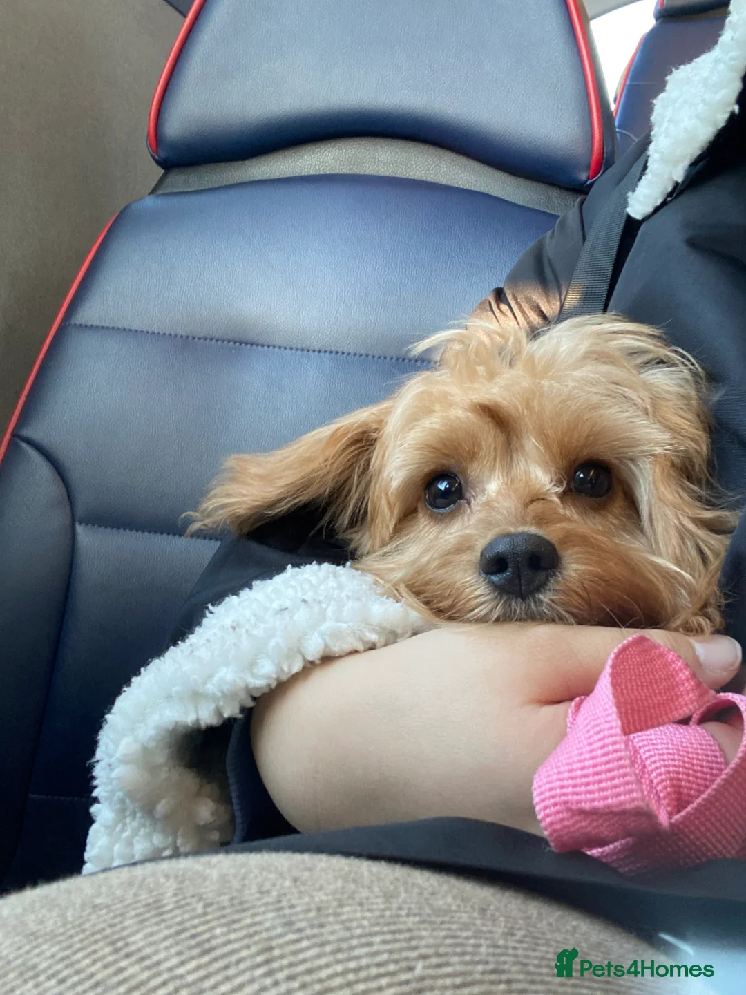 Cavapoo dogs for sale: Lovely girl Cavapoo looking for a loving home - Advert 6