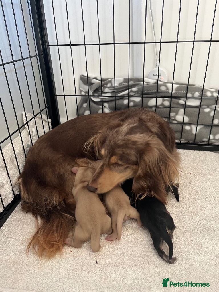 Miniature Dachshund dogs Lovely Miniature Dachshund Puppies Ready For Sale - Advert 3