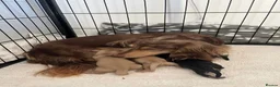 Miniature Dachshund dogs for sale: Lovely Miniature Dachshund Puppies Ready For Sale - Advert 1