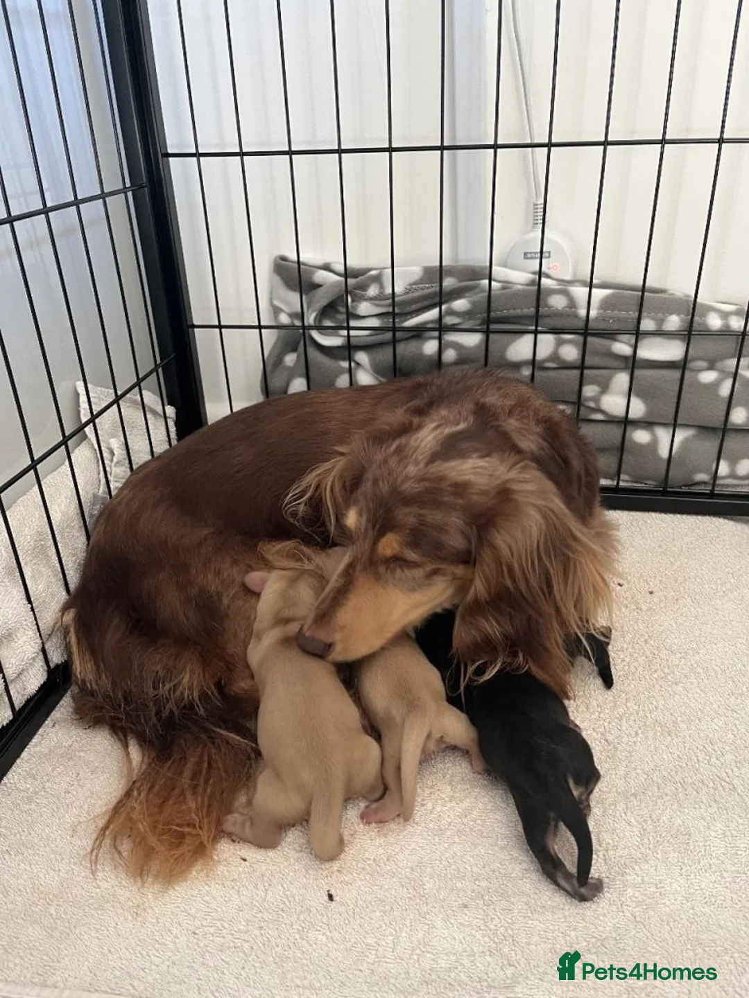 Miniature Dachshund dogs for sale: Lovely Miniature Dachshund Puppies Ready For Sale - Advert 1