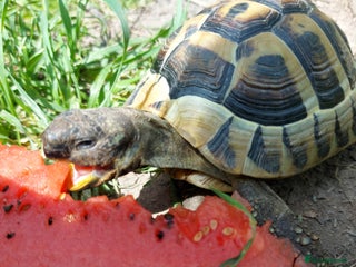 Hermann Tortoise reptiles Herman Torroise - Advert 1