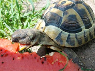 Hermann Tortoise reptiles Herman Torroise - Advert 12