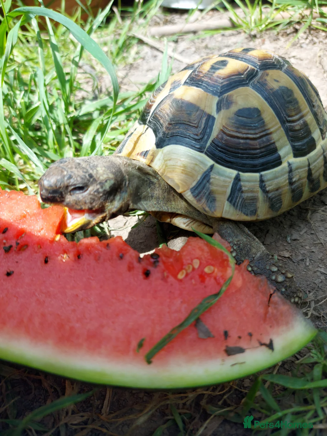 Hermann Tortoise reptiles for sale: Herman Torroise - Advert 1