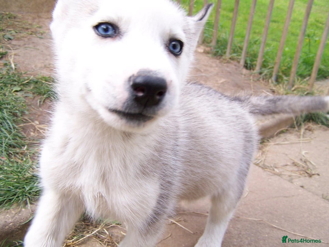 Siberian Husky dogs for sale: Siberian Husky puppies for sale ready now - Image 16