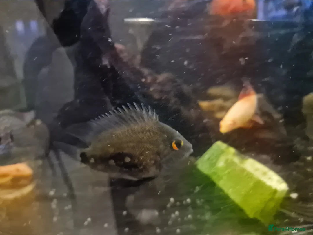 Cichlids fish for sale: Fish for sale  in Leeds - Advert 2