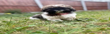 Shih Tzu 