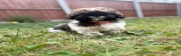 Shih Tzu dogs for sale: Shih Tzu puppies for sale  - Advert 2