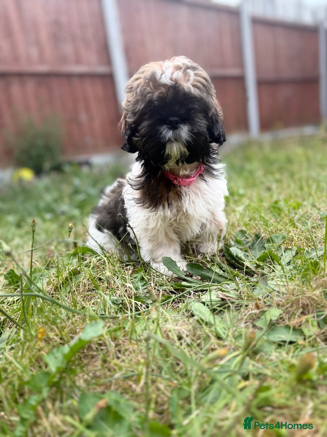 Shih Tzu dogs for sale: Shih Tzu puppies for sale  - Advert 2