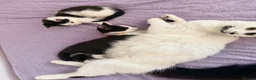 Mixed Breed cats for sale: Last little girl  - Advert 1