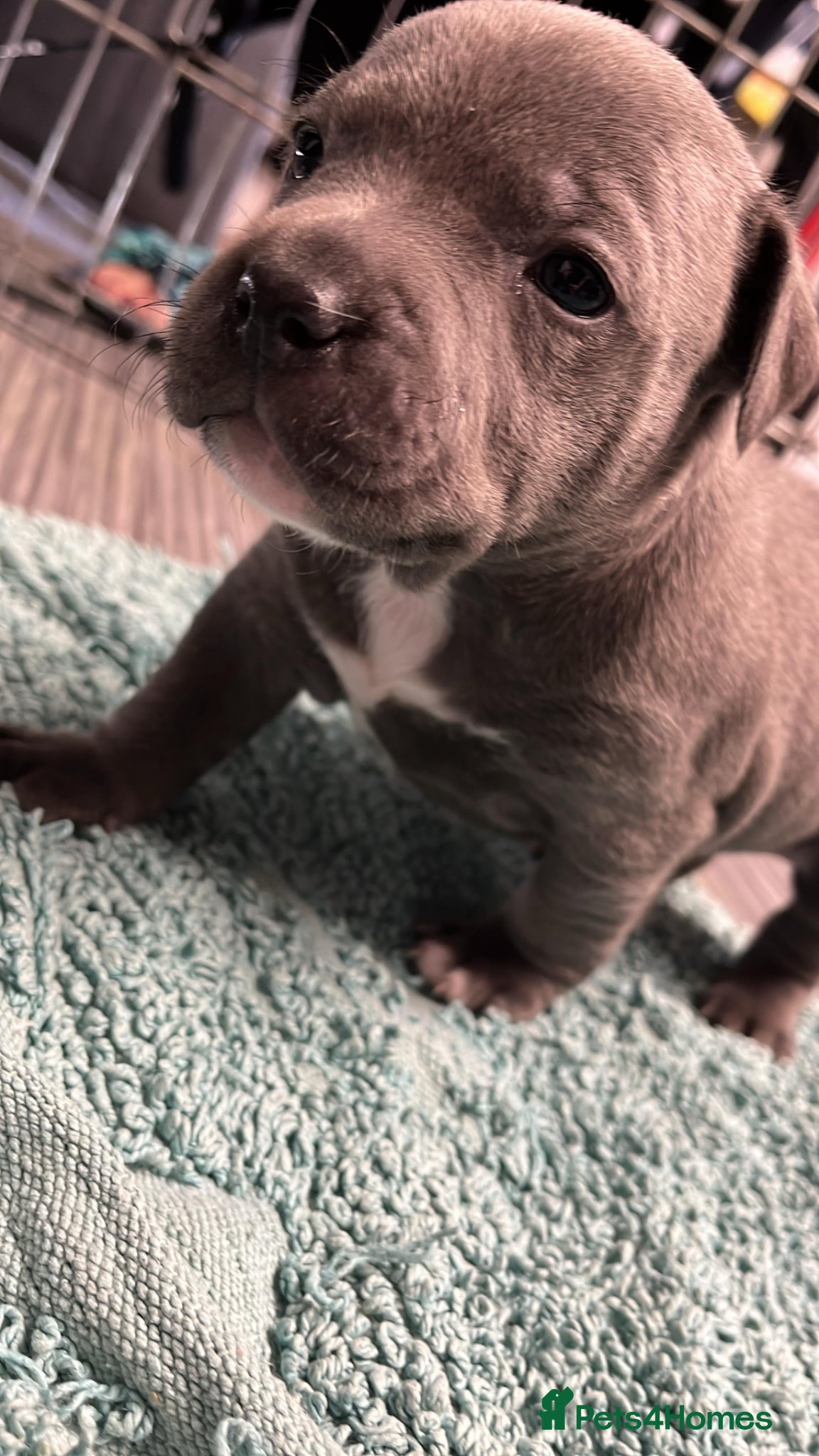 Staffordshire Bull Terrier dogs Blue Staffordshire bull terrier puppies  - Advert 3