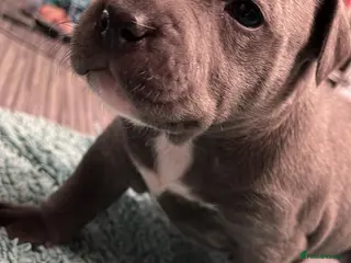 Staffordshire Bull Terrier dogs Blue Staffordshire bull terrier puppies - Advert 3